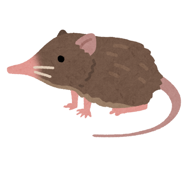 トガリネズミ